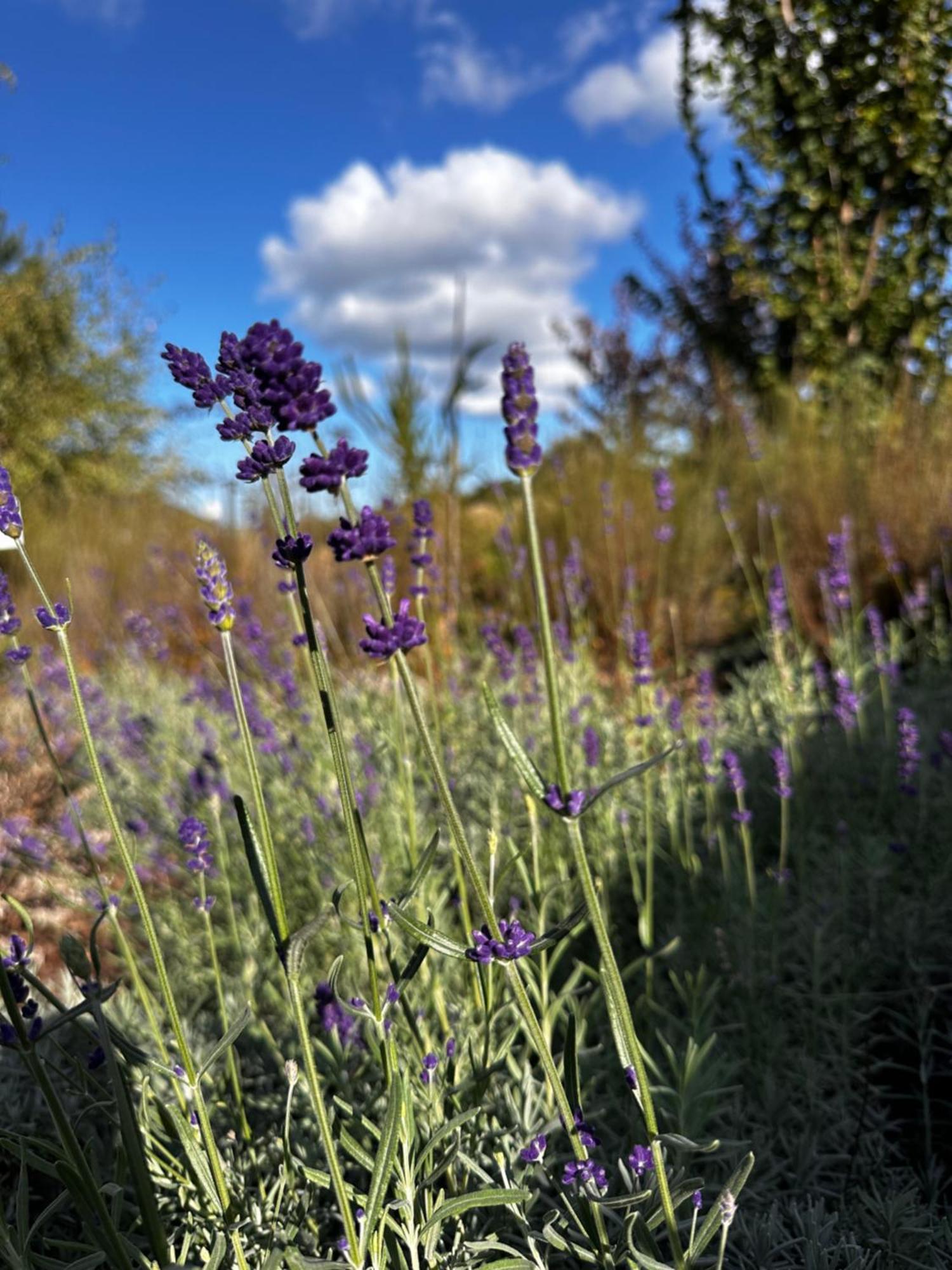 Будинок відпочинку Botanica *