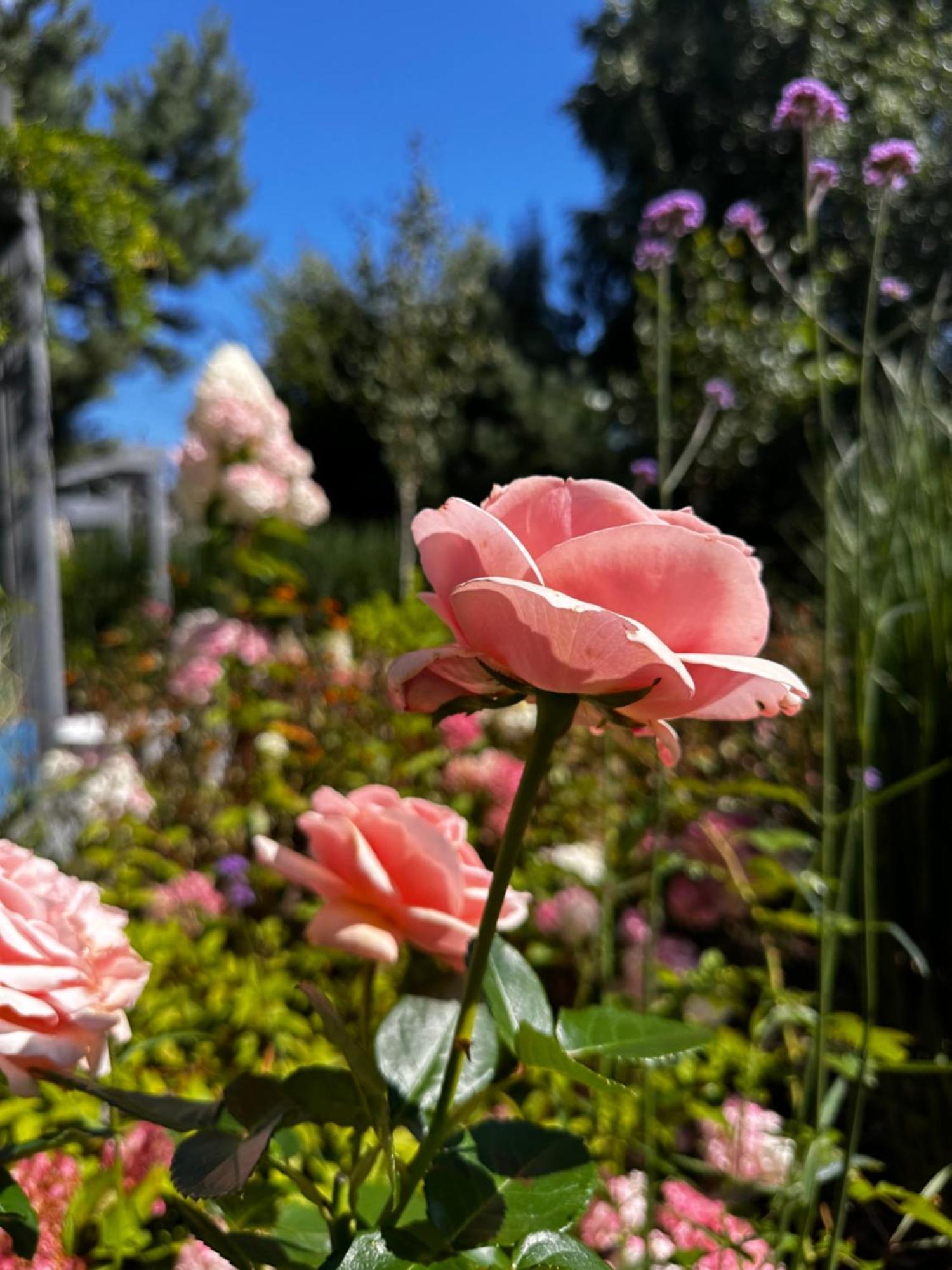 Botanica