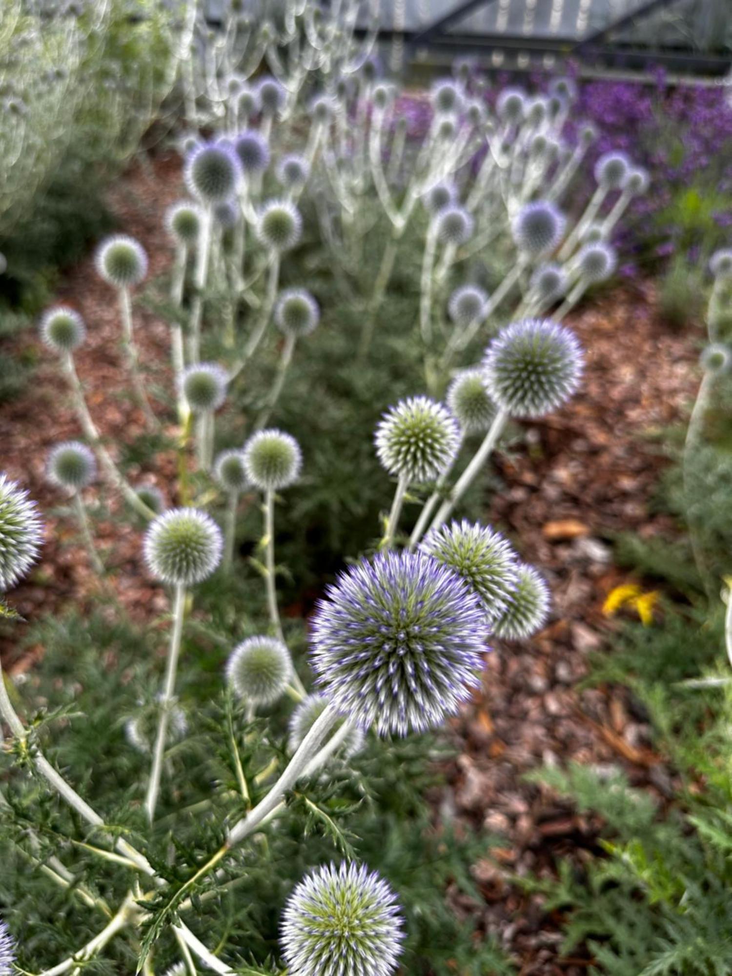 Будинок відпочинку Botanica