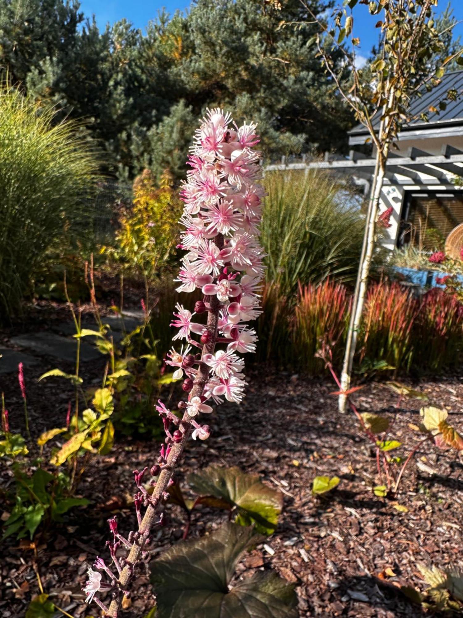 Botanica Odargowo