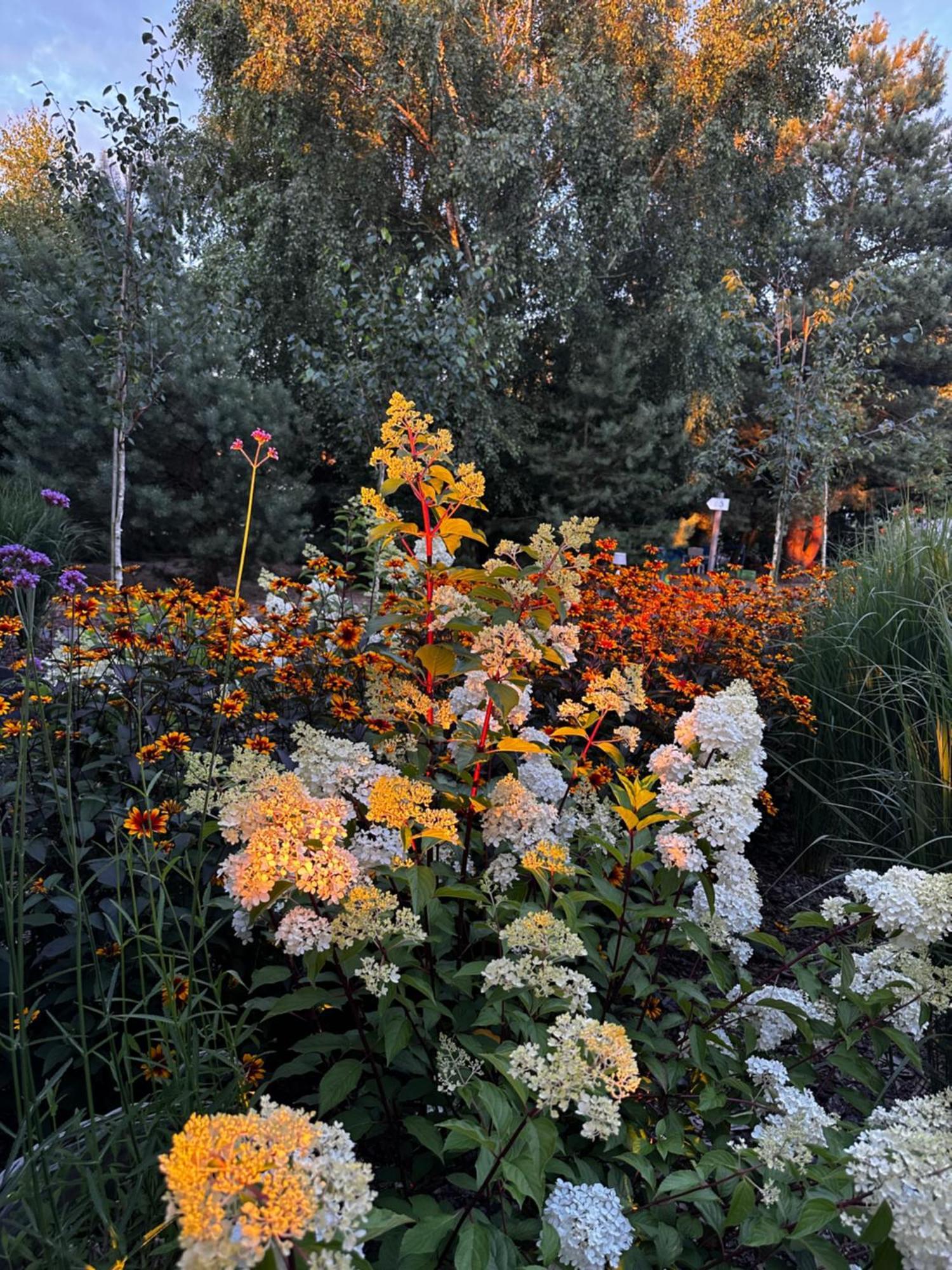Botanica * Odargowo